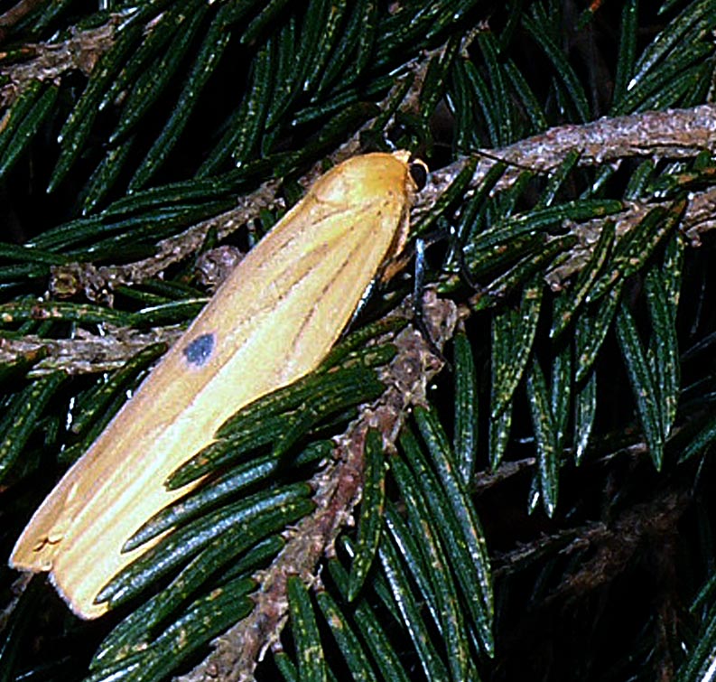 FARFALLA MISTERIOSA PER ME : Lithosia quadra (femmina)